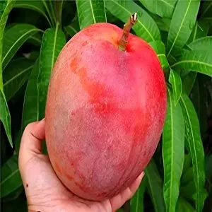 Fruitful