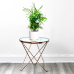 Bamboo Palm – Chamaedorea Elegans in a nursery pot placed in a bright indoor space