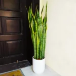 Sansevieria Trifasciata Laurentii - Snake Plant