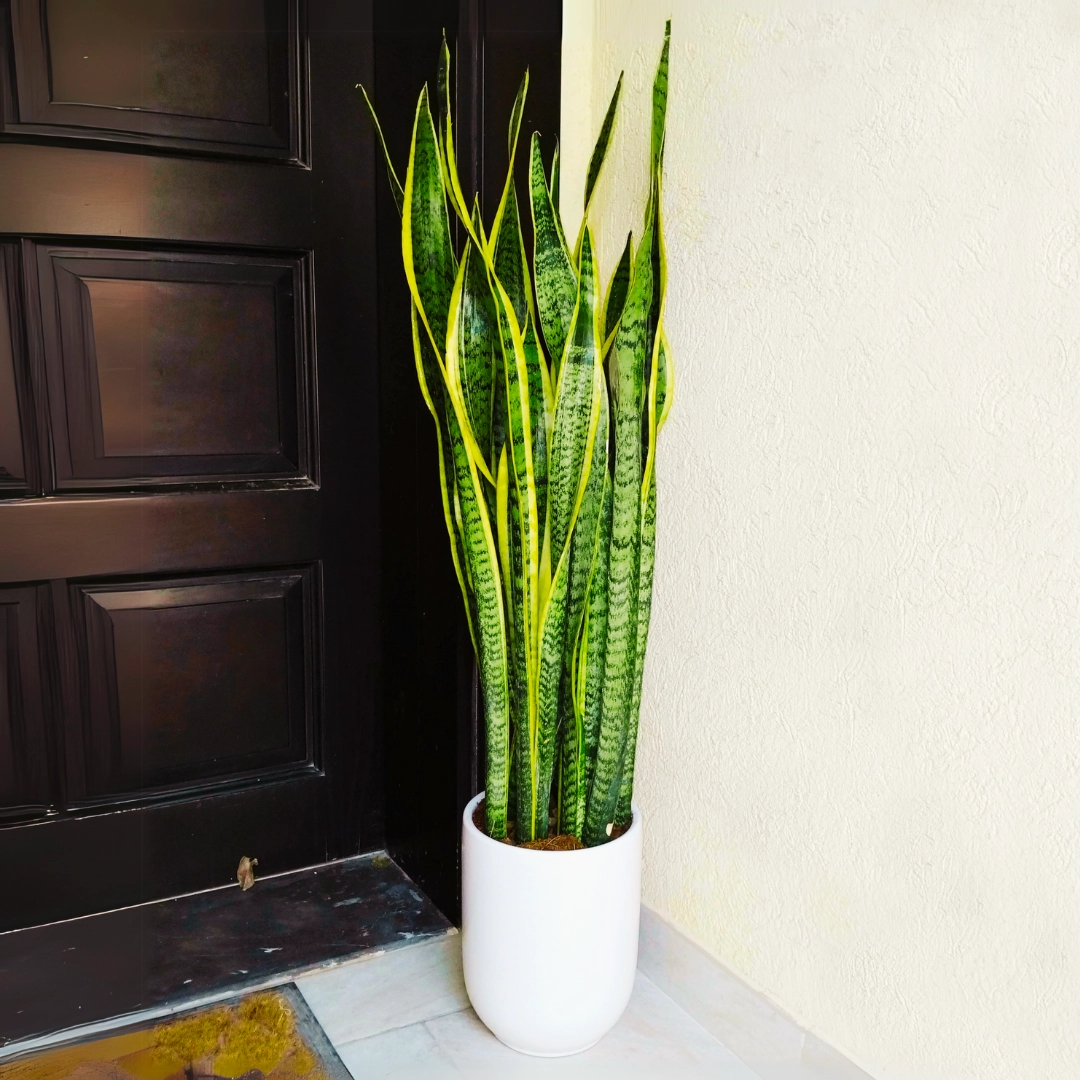 Sansevieria Trifasciata Laurentii - Snake Plant