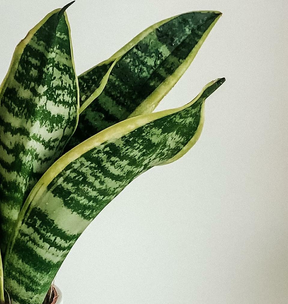 Sansevieria Trifasciata Laurentii - Snake Plant 3