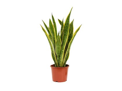 Sansevieria Trifasciata ‘Laurentii’ or Snake Plant