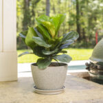 Fiddle-leaf Fig (Ficus Lyrata)