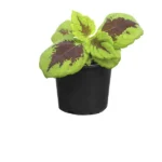 Coleus (Coleus)