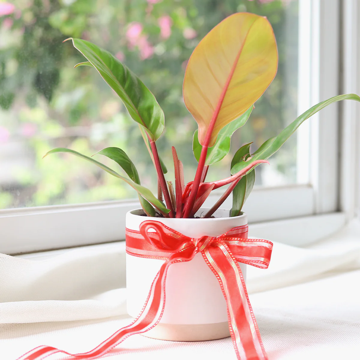 Philodendron Prince of Orange Cherry Red (Philodendron) - Image 3