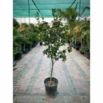 Honeybell Orange (Minneola Tangelos)