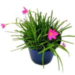 Rain Lily (Zephyranthes Grandiflora)
