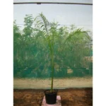 Royal Palm (Roystonia Regia)