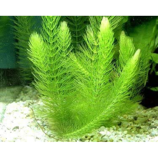 Hornwort Coontails (Lemnaceae) - Image 2