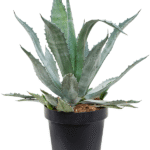 Agave Americana