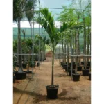 Manila Palm (Veitchia Merrillii)