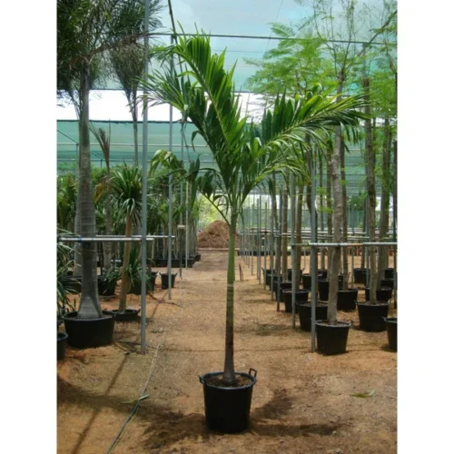 Manila Palm (Veitchia Merrillii)