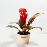 Philodendron Prince of Orange Cherry Red (Philodendron)