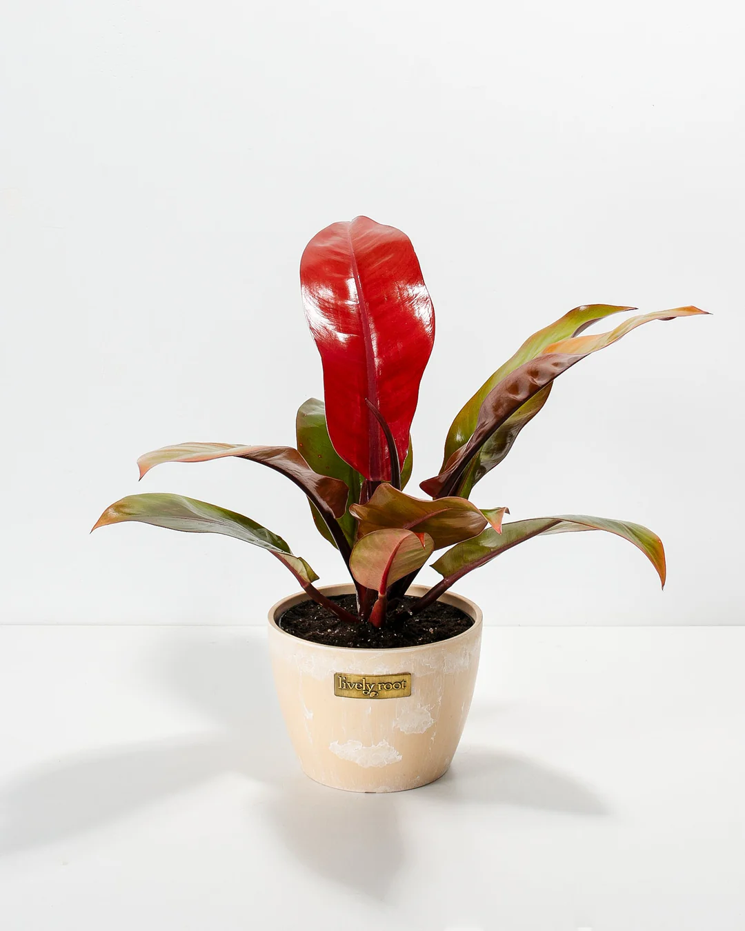 Philodendron Prince of Orange Cherry Red (Philodendron)