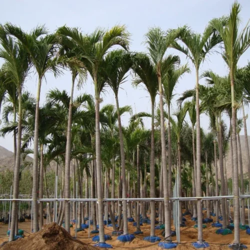 Manila Palm (Veitchia Merrillii) - Image 3