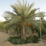 Silver Date Palm (Phoenix Sylvestris)