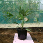 European Fan Palm (Chamaerops Humilis)