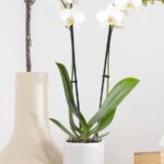 Phalaenopsis Orchid Thailand 2 Stem