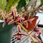 Cymbidium (Sinense Cymbidium)