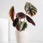 Alocasia Red Secret (Alocasia)