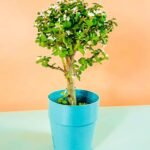 Dwarf Jade Afra Bonsa (Jade)