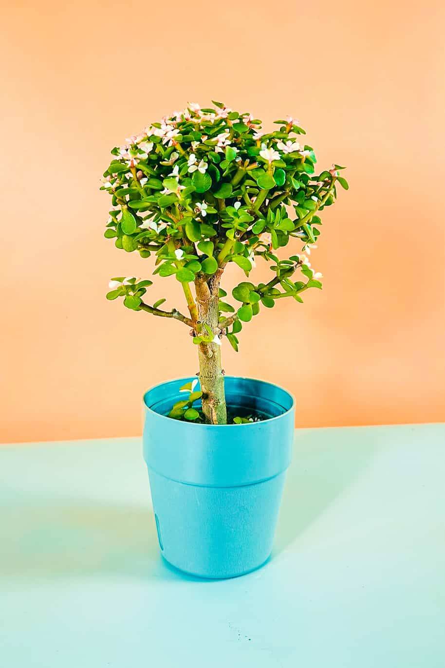 Dwarf Jade Afra Bonsa (Jade)