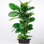 African Fig (Ficus cyathistipula)