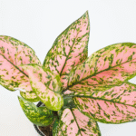 Aglaonema – Ruby