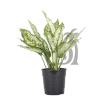 Aglaonema – Spring Snow