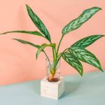 Aglaonema Maria Cubo (PS Decor)