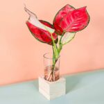 Aglaonema Red Cubo (PS Decor)