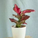 Aglaonema Red Master (Aglaonema)