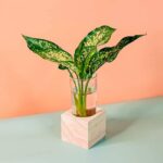 Aglaonema Silk Cubo (PS Decor)