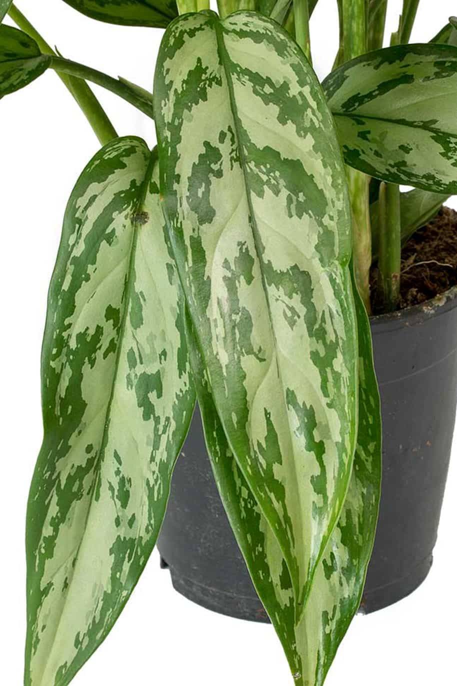 Aglaonema Silver Queen (Aglaonema) - Image 2