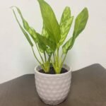 Aglaonema Silver Queen (Aglaonema)