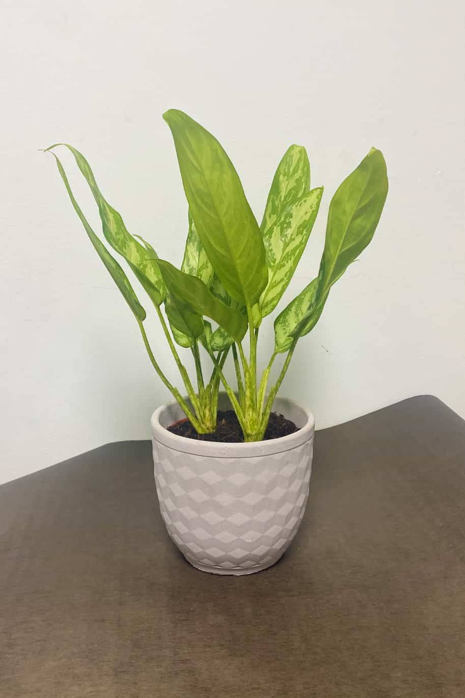 Aglaonema Silver Queen (Aglaonema)