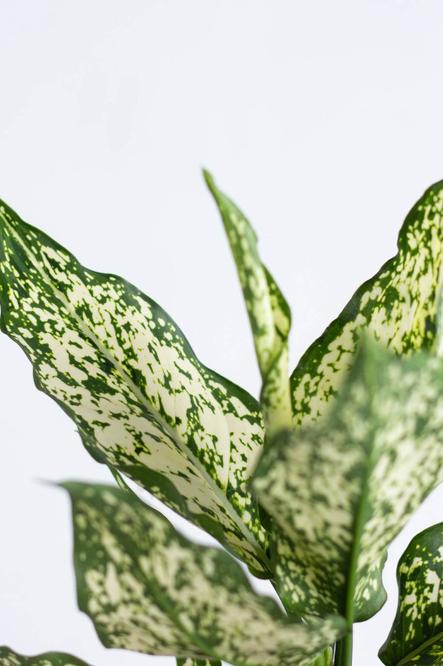 Aglaonema Snow White (Aglaonema) - Image 2