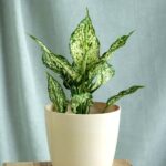 Aglaonema Snow White (Aglaonema)