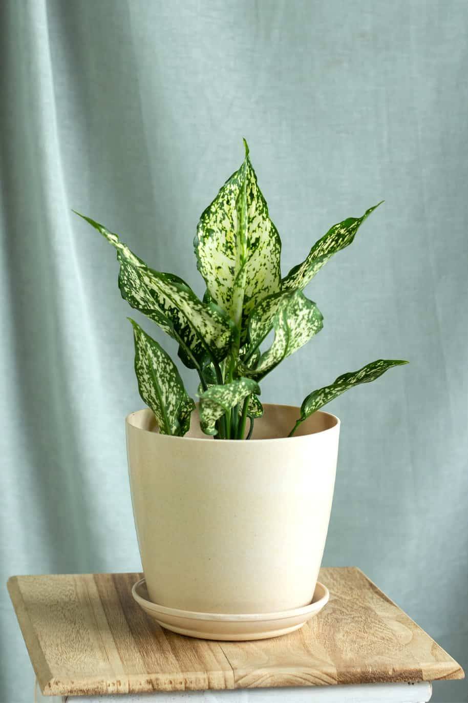 Aglaonema Snow White (Aglaonema)
