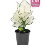 Aglaonema Super White (Aglaonema)