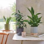Air Purifying Plant Bundle (PS Combo Set)