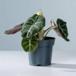 Alocasia Black Velvet Holland (Alocasia)