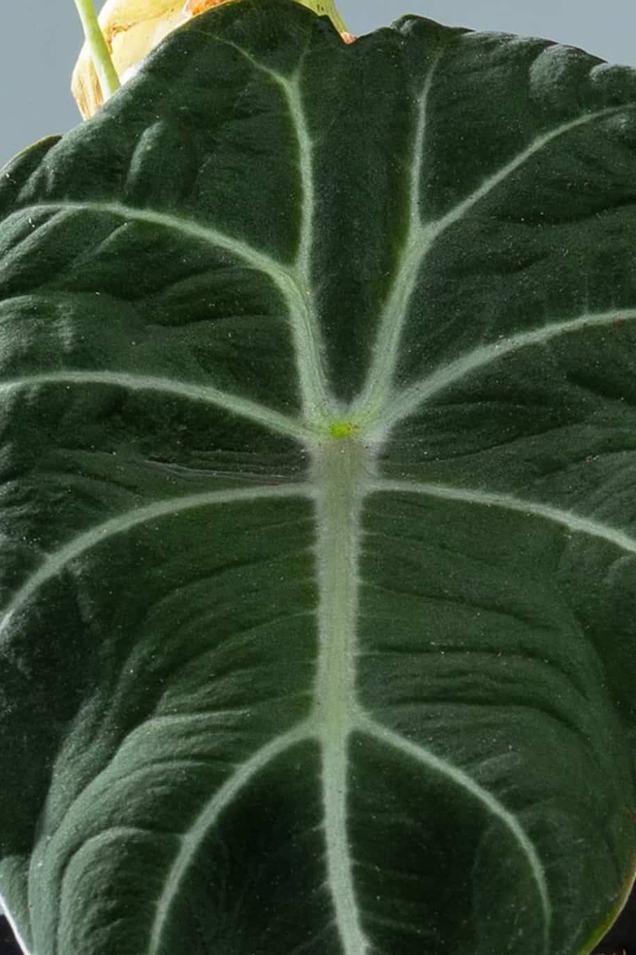 Alocasia Black Velvet Holland (Alocasia) - Image 2