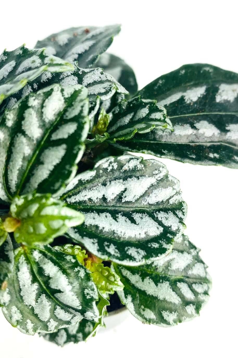 Aluminium Plant Mini (Pilea cadierei) - Image 2