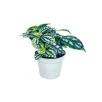Aluminium Plant Mini (Pilea cadierei)