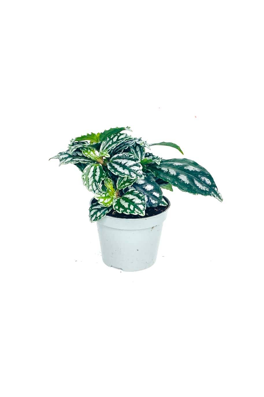 Aluminium Plant Mini (Pilea cadierei)