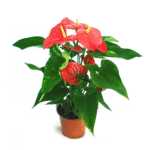 Anthurium Red | Flamingo Flower
