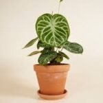 Anthurium Silver Blush