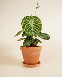 Anthurium Silver Blush