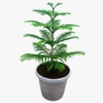 Araucaria
